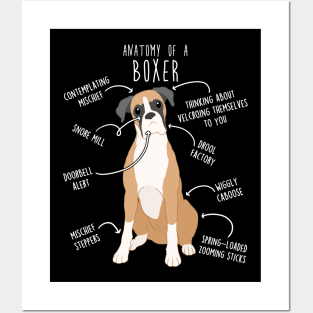 Boxer Dog Fawn Anatomy Posters and Art